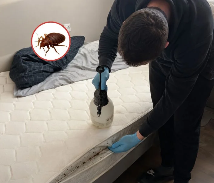 Technicien traitant un matelas contre les punaises de lit à Grisy-Suisnes